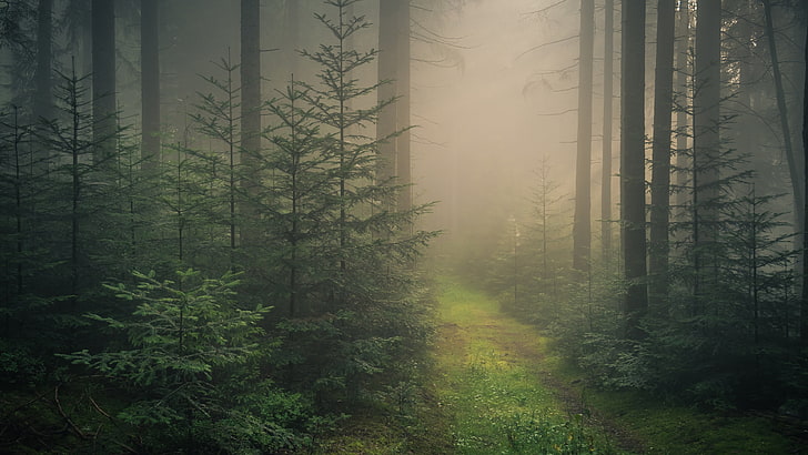 black-forest-baden-wurttemberg-baden-wurttemberg-germany-wallpaper-preview